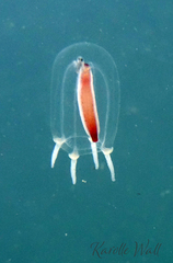 Euphysa
