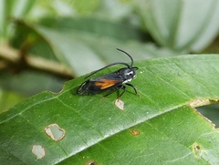 Stylocentrus championi