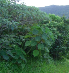 Homalanthus fastuosus