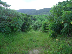 Homalanthus fastuosus