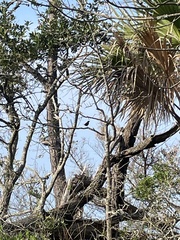 Passerina ciris ciris