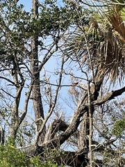 Passerina ciris ciris