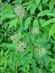 Sambucus racemosa