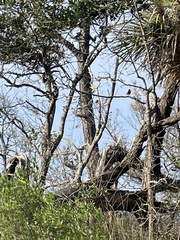 Passerina ciris ciris