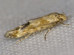Mompha stellella