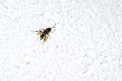 Listrodromus nycthemerus