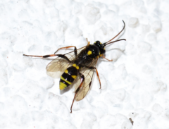 Listrodromus nycthemerus