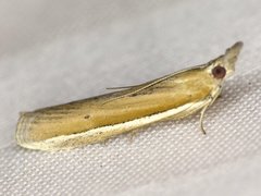 Pima albiplagiatella