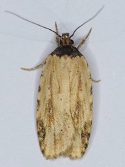 Agonopterix atrodorsella