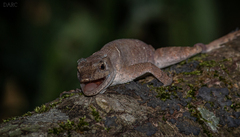 Anolis spilorhipis