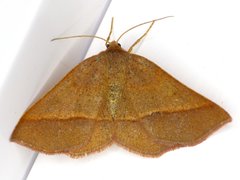 Metarranthis obfirmaria