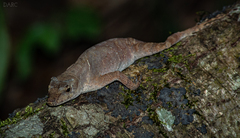 Anolis spilorhipis