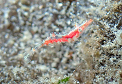 Heptacarpus kincaidi