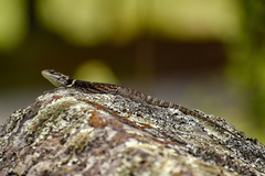 Sceloporus aureolus