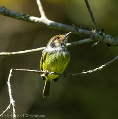 Myiornis auricularis