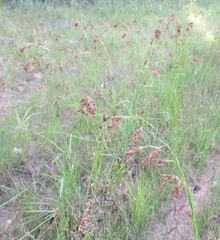 Rhynchospora elliottii