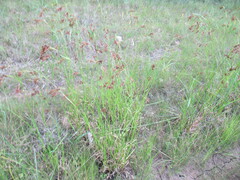 Rhynchospora elliottii