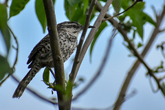 Campylorhynchus jocosus