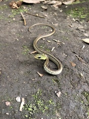 Dendrophidion clarkii