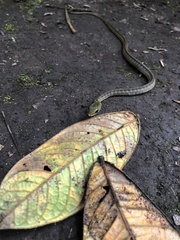 Dendrophidion clarkii