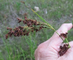 Rhynchospora elliottii