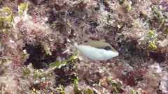 Sufflamen chrysopterum