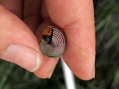 Calliostoma ligatum