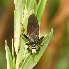 Lampria rubriventris