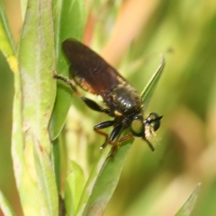 Lampria rubriventris