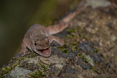 Anolis spilorhipis