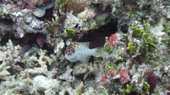 Epinephelus fasciatus