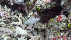 Epinephelus fasciatus