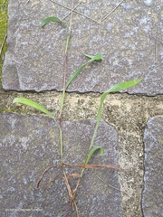 Ischaemum aristatum