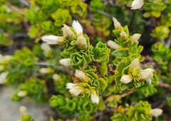 Baccharis patagonica