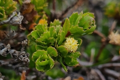 Baccharis patagonica