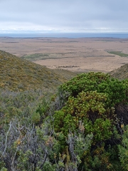 Baccharis patagonica