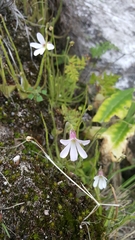 Pinguicula heterophylla