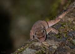 Anolis spilorhipis