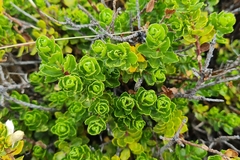 Baccharis patagonica