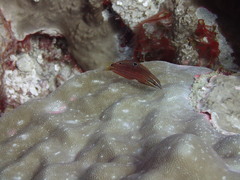 Halichoeres biocellatus