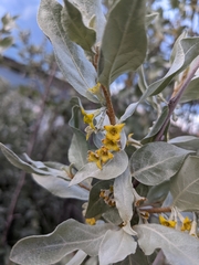 Elaeagnus commutata