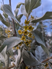 Elaeagnus commutata
