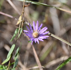 Symphyotrichum pratense
