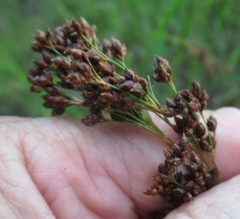 Rhynchospora elliottii