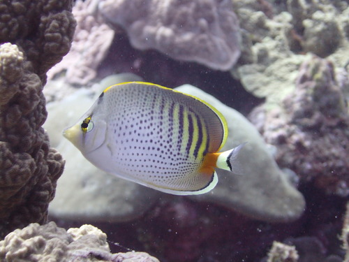 Butterflyfish (Chaetodon punctatofasciatus) — Chaetodontidae — 5