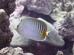 Chaetodon punctatofasciatus