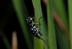 Cosmodela batesi