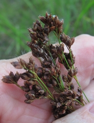 Rhynchospora elliottii