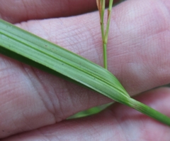 Rhynchospora elliottii