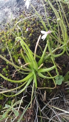 Pinguicula heterophylla